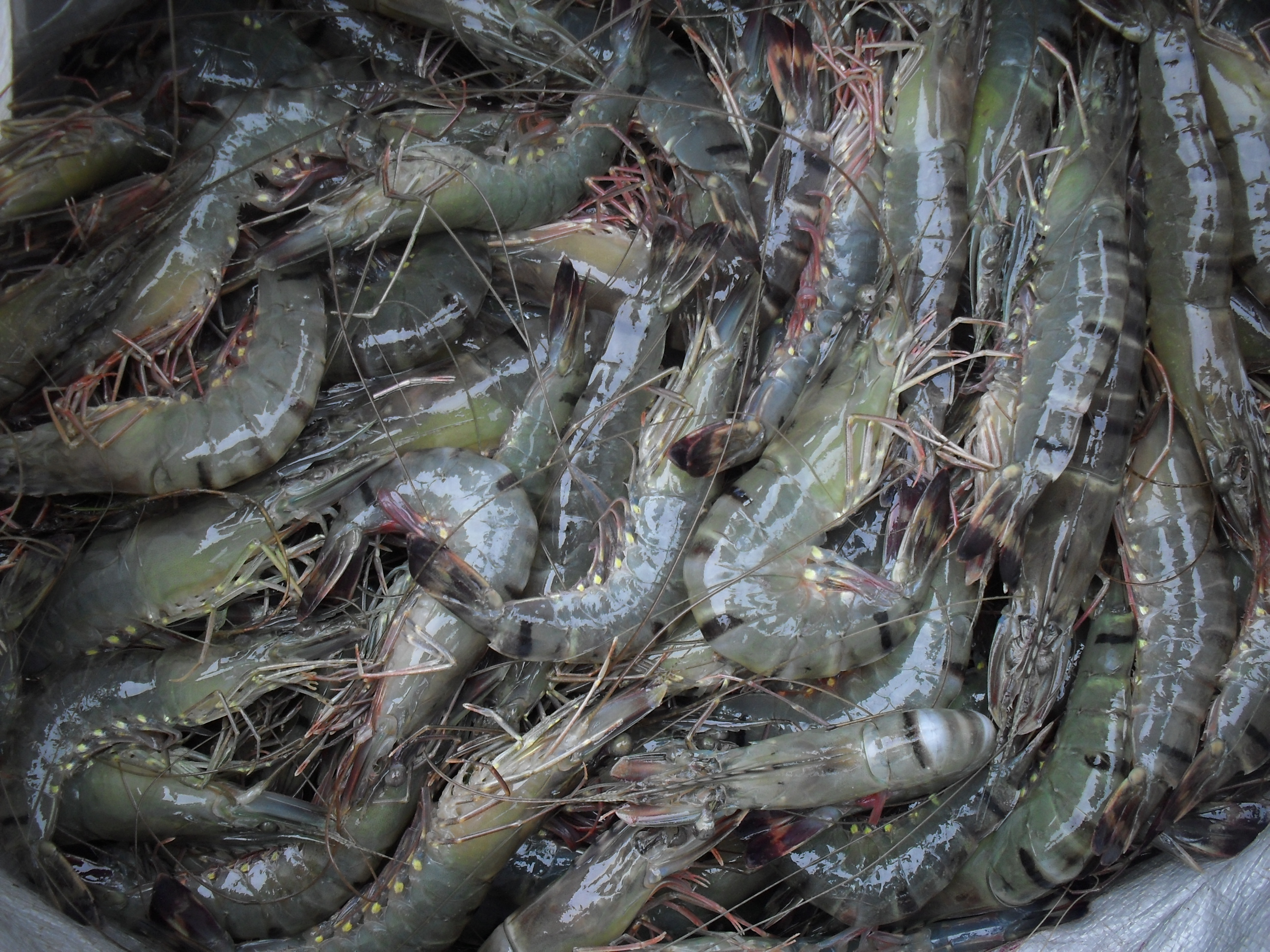 hd pictures, Hq photos, Prawn images, Grey Prawn pictures, Prawn wallpapers