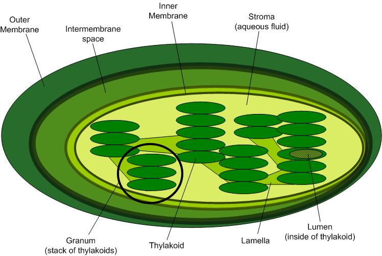 File:Chloroplast-new.jpg