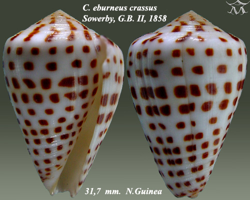 Bestand:Conus eburneus crassus 1.jpg