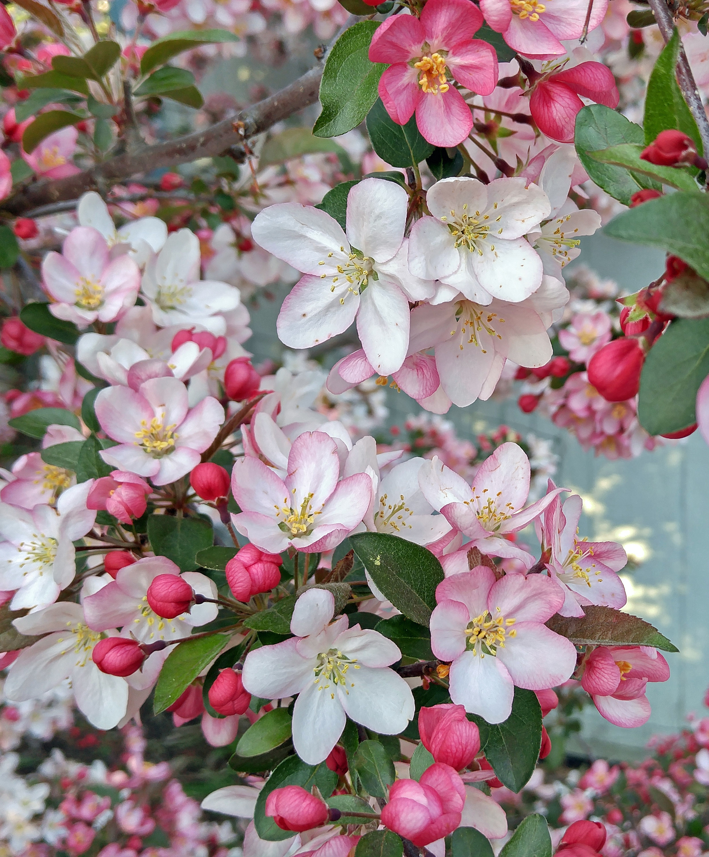 Crab apple blossom. Яблоня Арнольда ( Malus x arnoldii ). Pyrus Malus листья. Malus sieversii Pi. Malus domestica 'Laura'.