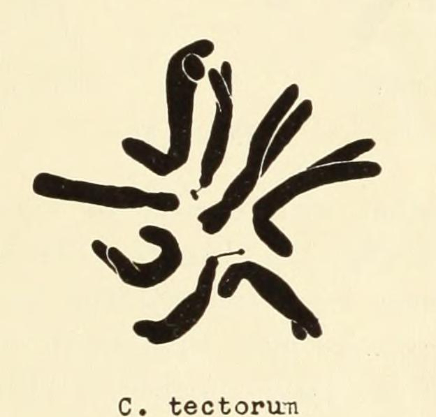 File:Crepis tectorum chromosomes.jpg