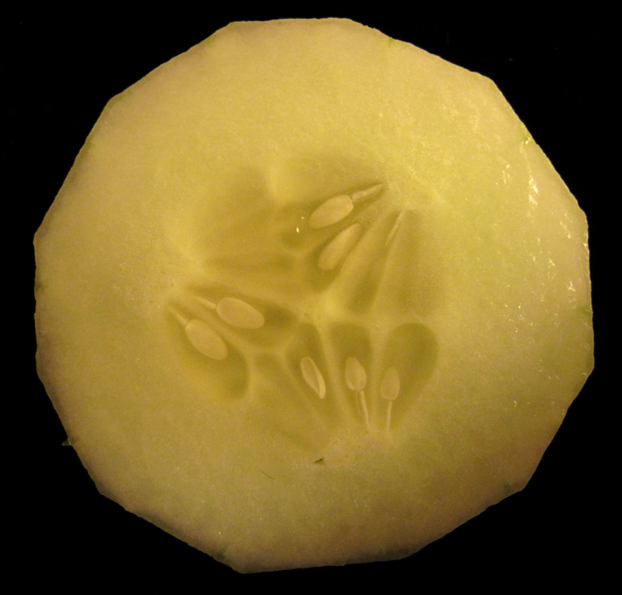 Cucumis sativus