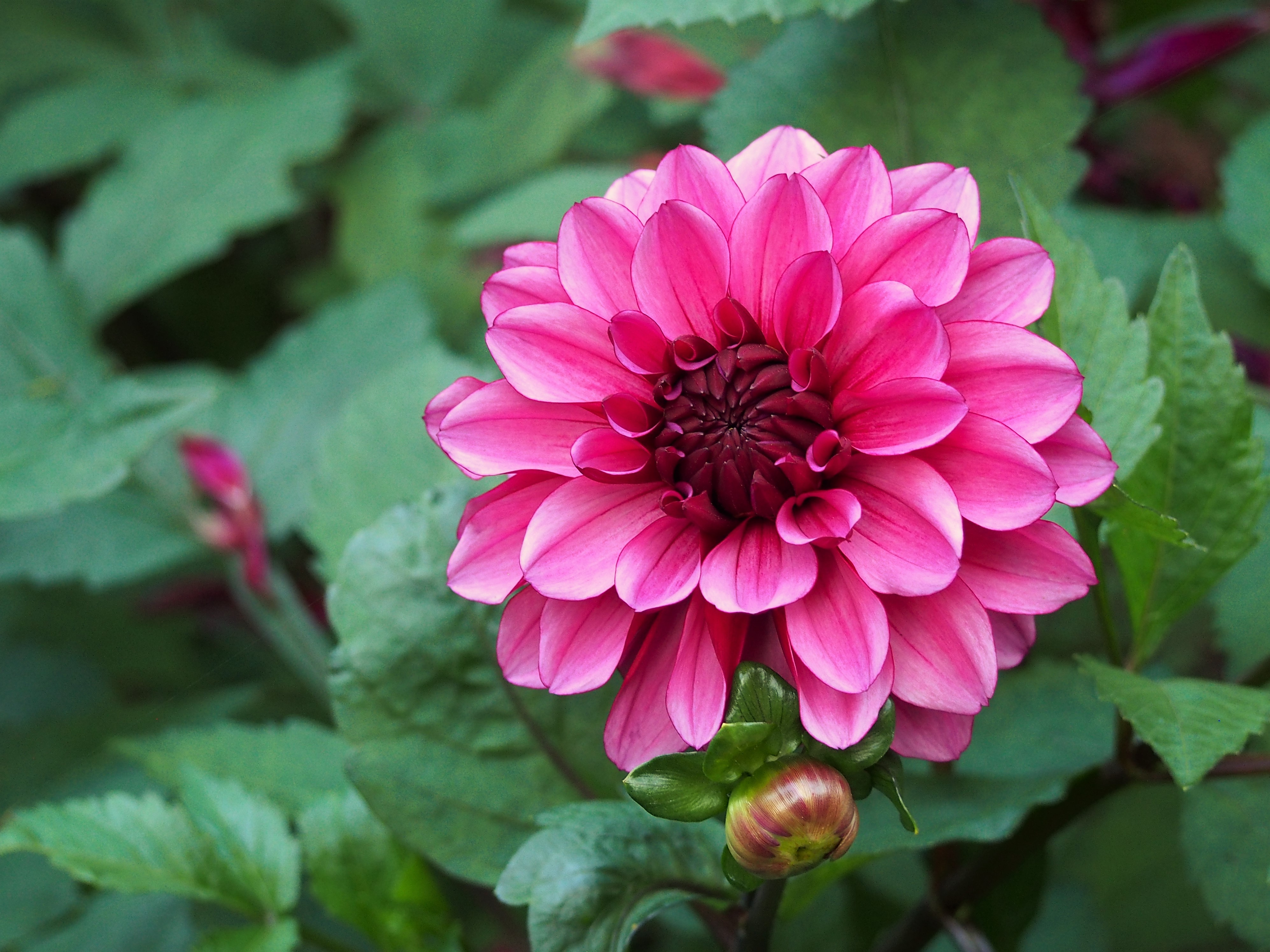 Dahlia 'Arabian Night