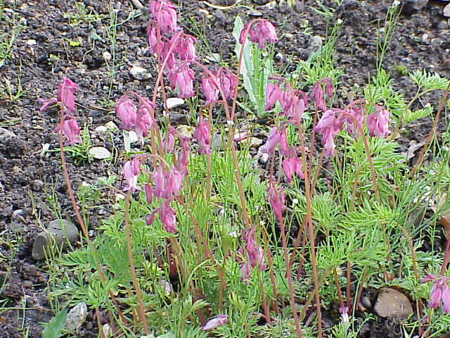 File:Dicentra eximia2.jpg