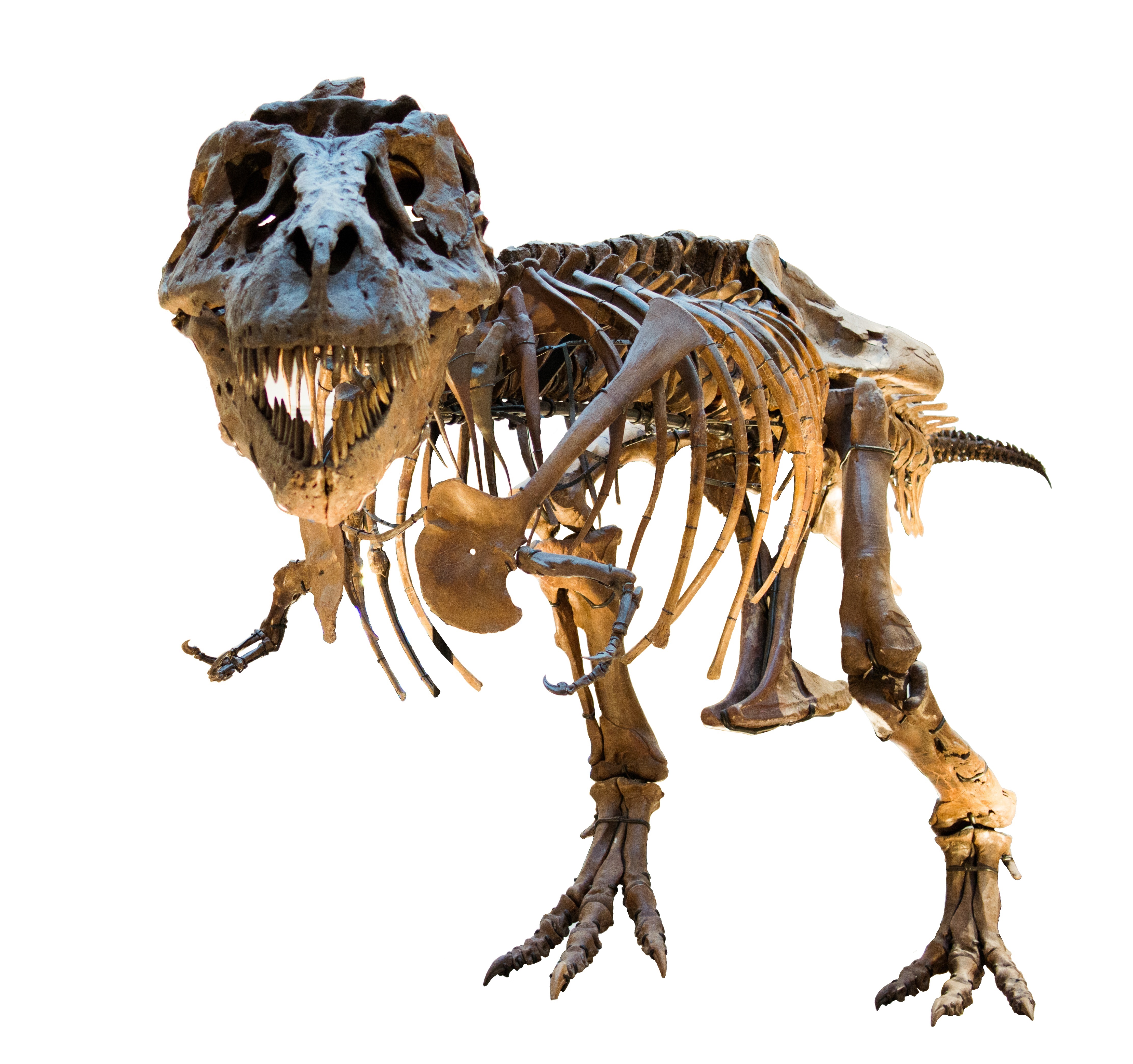 file-dinosaur-skeleton-8139906747-white-background-jpg-wikimedia