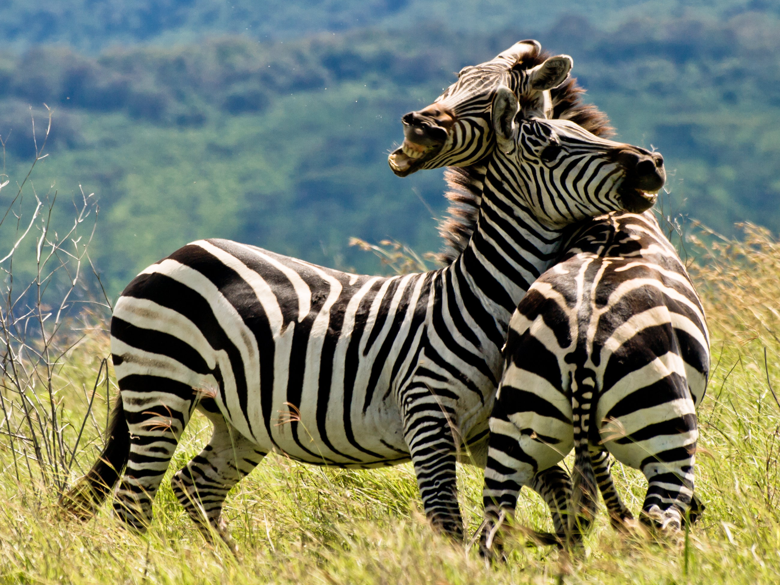 Спаривание зебр. Животные Танзании. Поведение животных. Зебры. Зебры в Танзании.