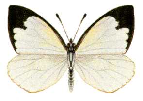 <i>Elodina padusa</i> species of insect