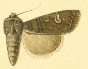 <i>Euxoa nyctopis</i> Species of moth