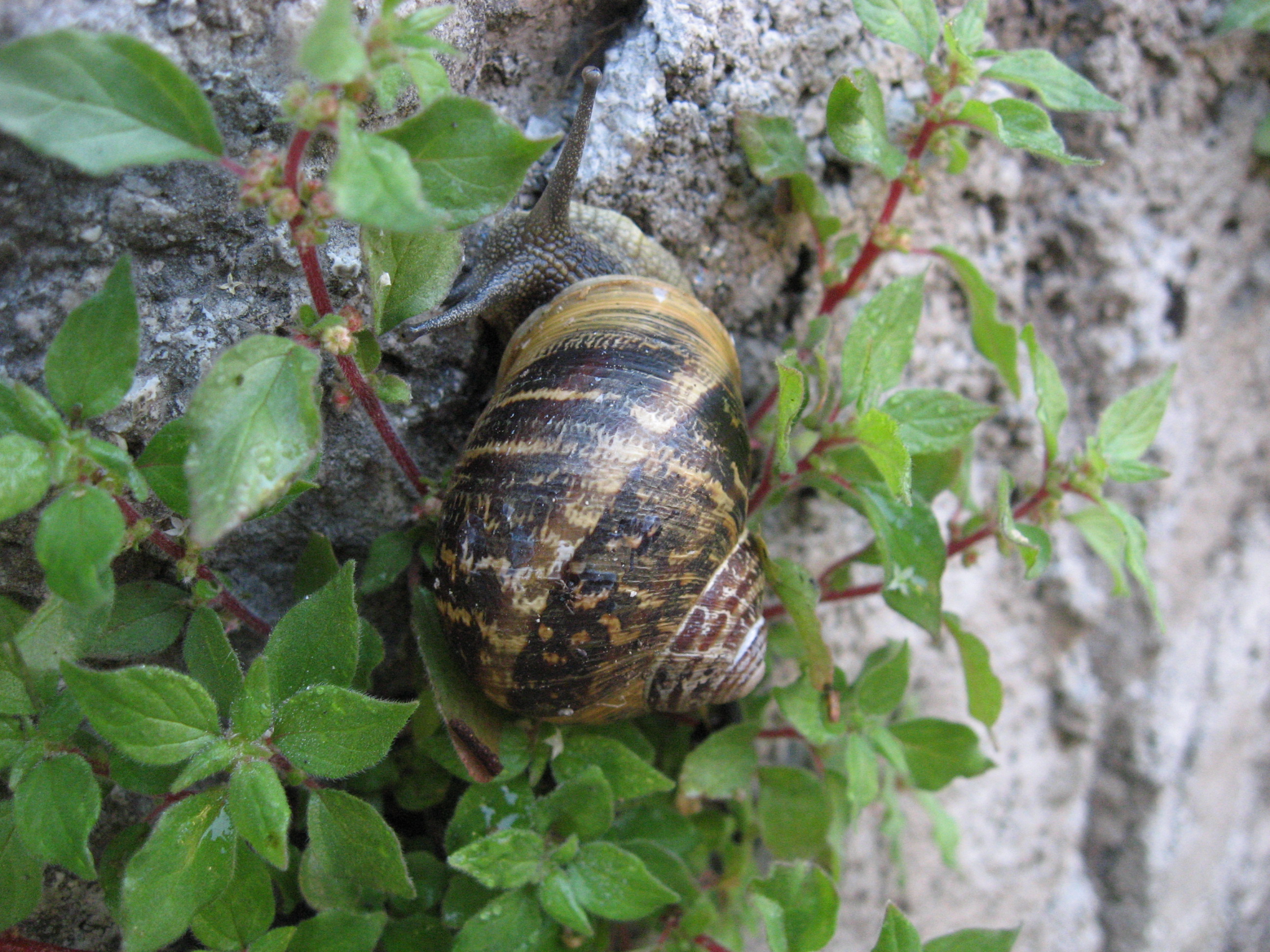 Helix aspersa фото