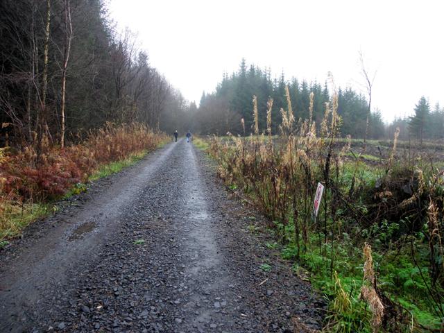 Forest walk, Glenone Forest - geograph.org.uk - 2703847