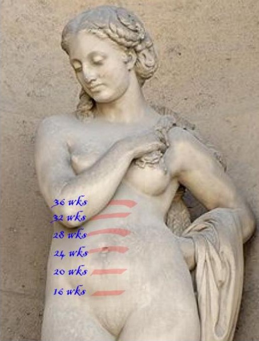 https://upload.wikimedia.org/wikipedia/commons/1/11/Fundal_height_by_gestational_age.jpg