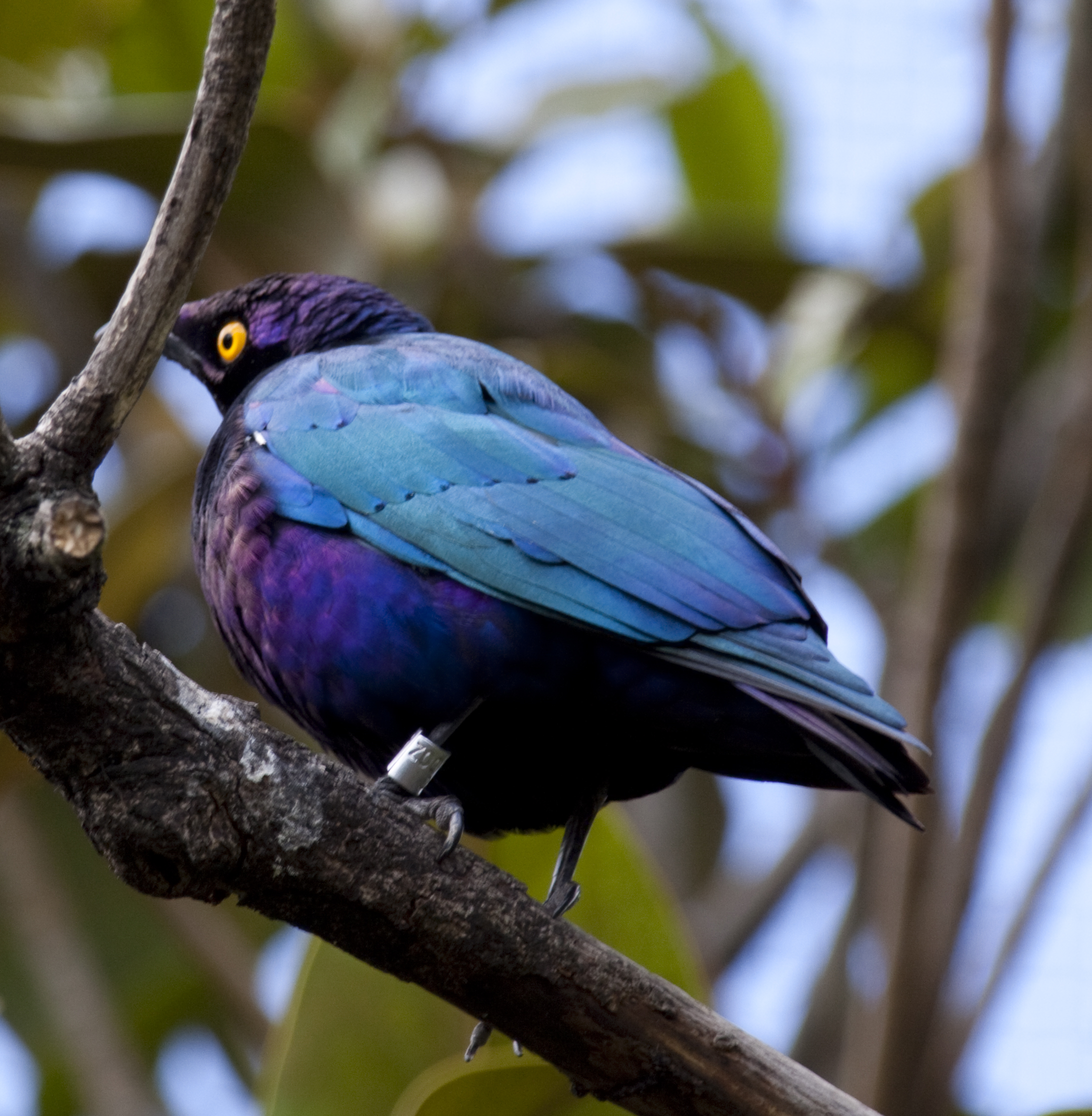 purple parakeet