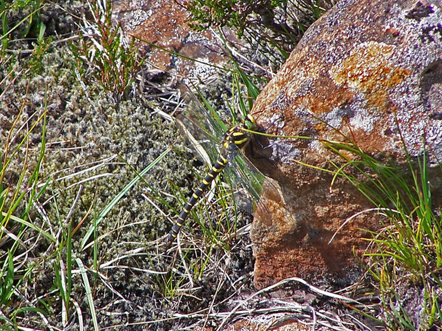 File:Golden-ringed dragonfly - geograph.org.uk - 1393176.jpg