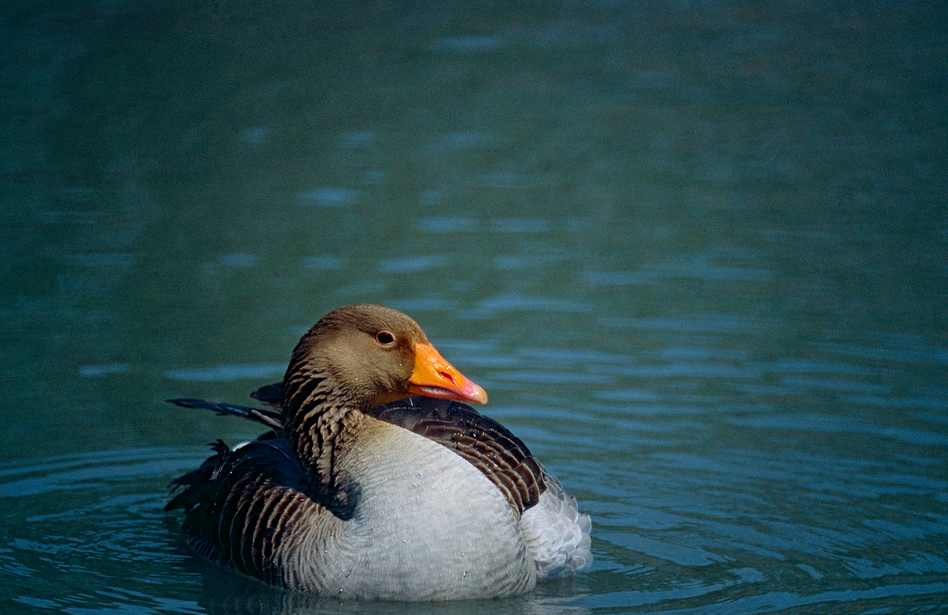 Greylag Goose (Anser anser) (14944105212).jpg