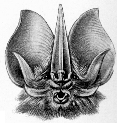 File:Haeckel Chiroptera Lonchorhina aurita 2.jpg