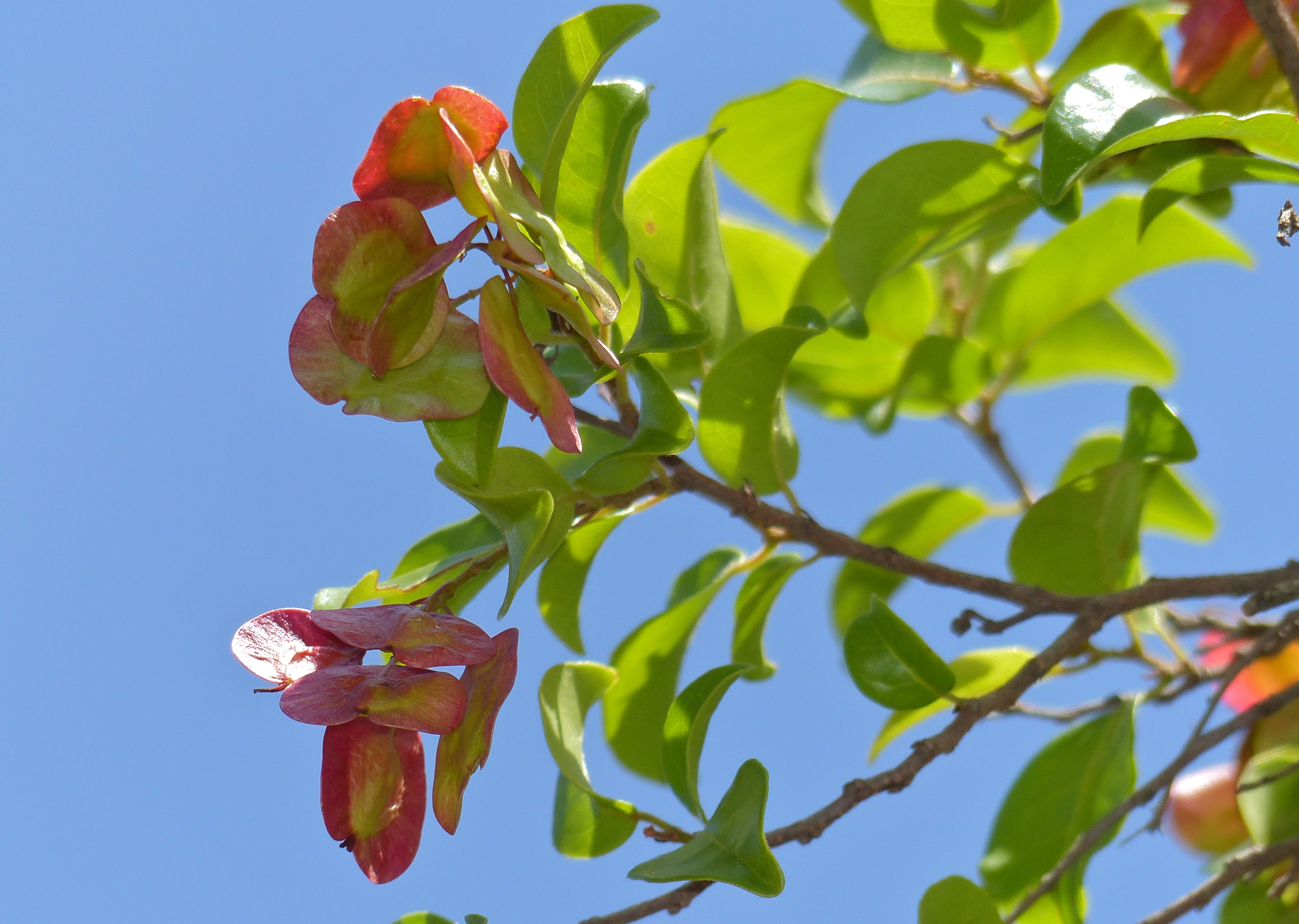 Hopseed Bush (Dodonaea viscosa) (11904850174).jpg