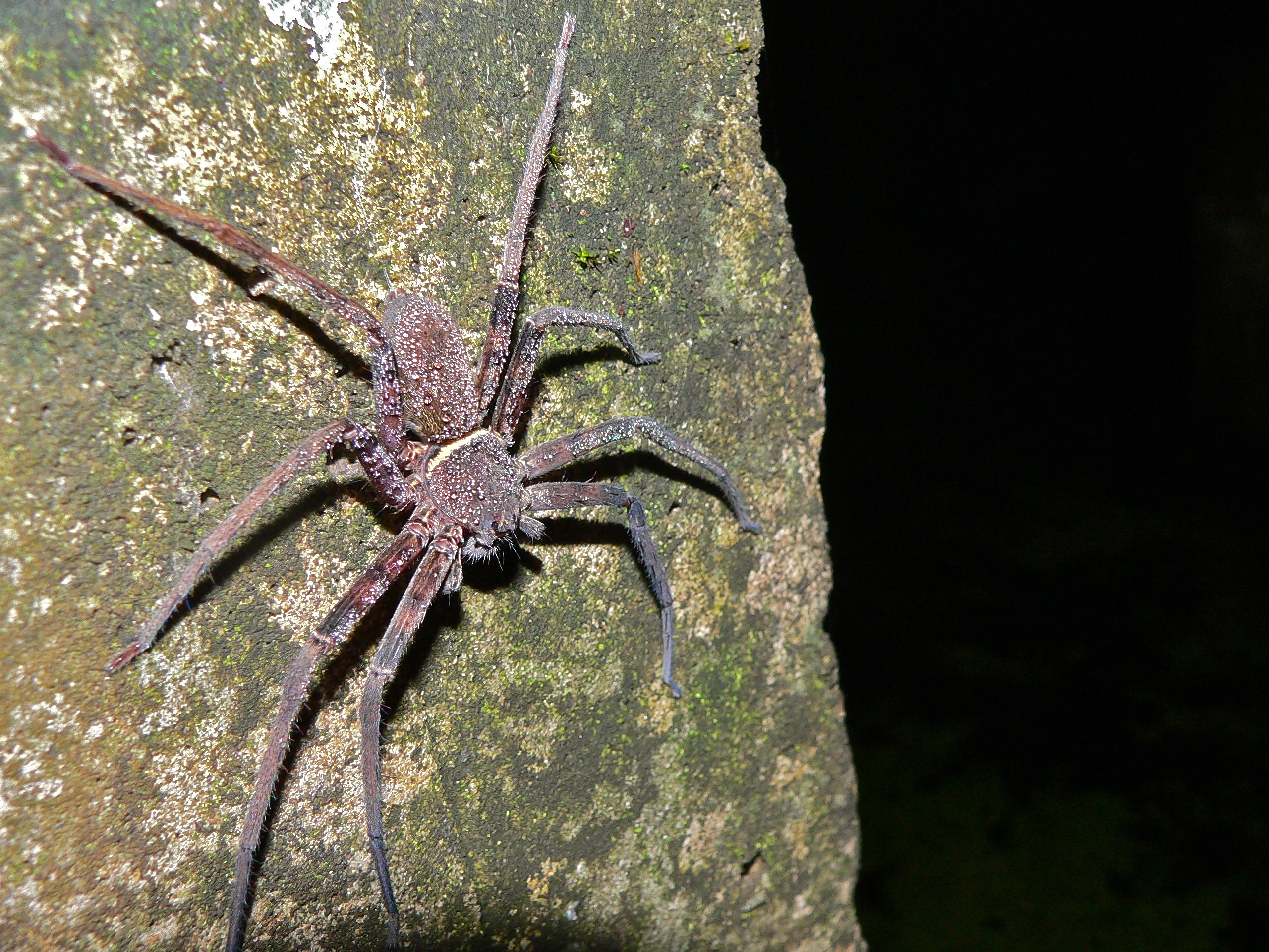 Huntman Spider (Sparassidae) (7843665020).jpg