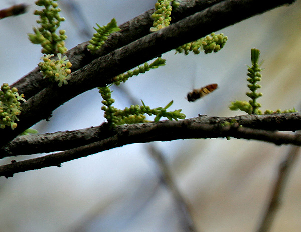 File:Indian gooseberry (Phyllanthus emblica syn Emblica officinalis) at Jayanti, Duars, West Bengal W Picture 045.jpg