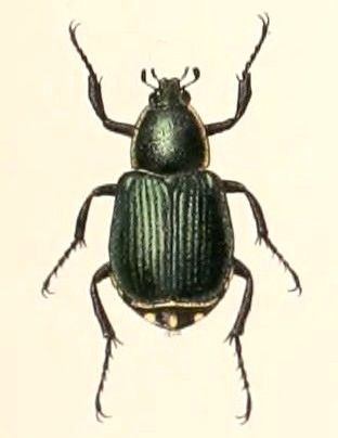 <i>Indognorimus costipennis</i> Species of beetle