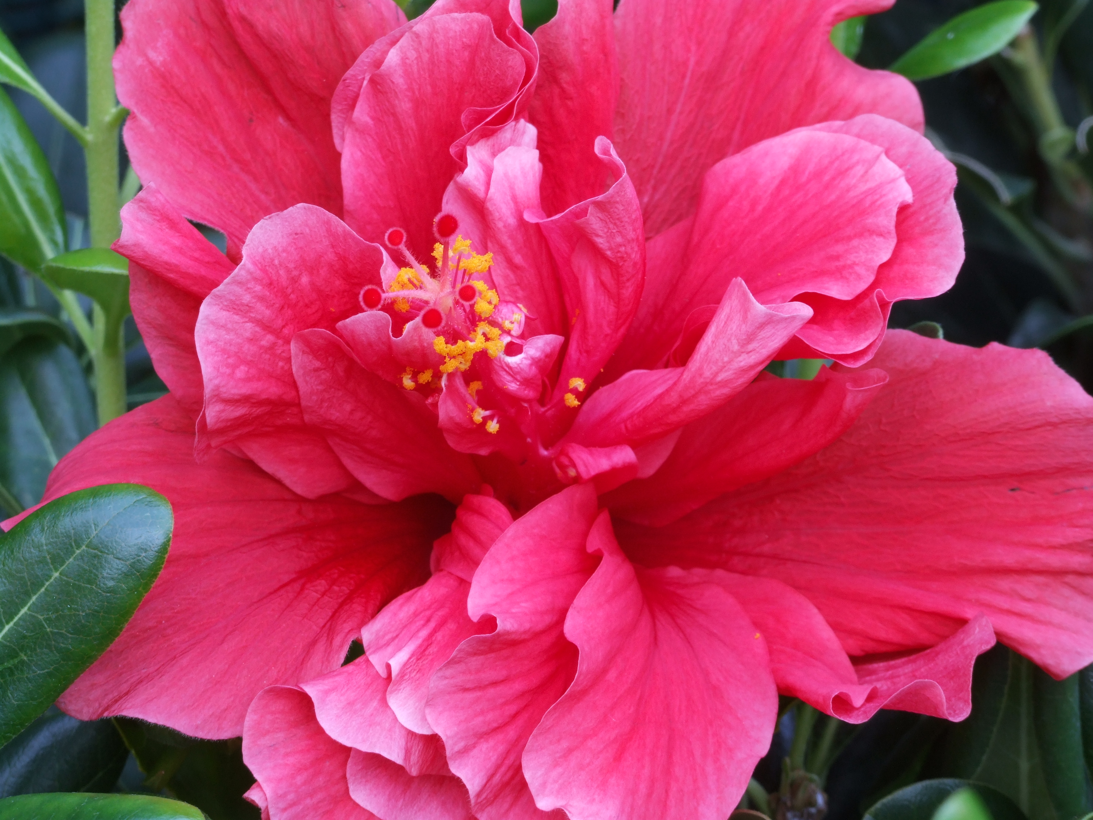 File:Pink flower (1).jpg - Wikimedia Commons