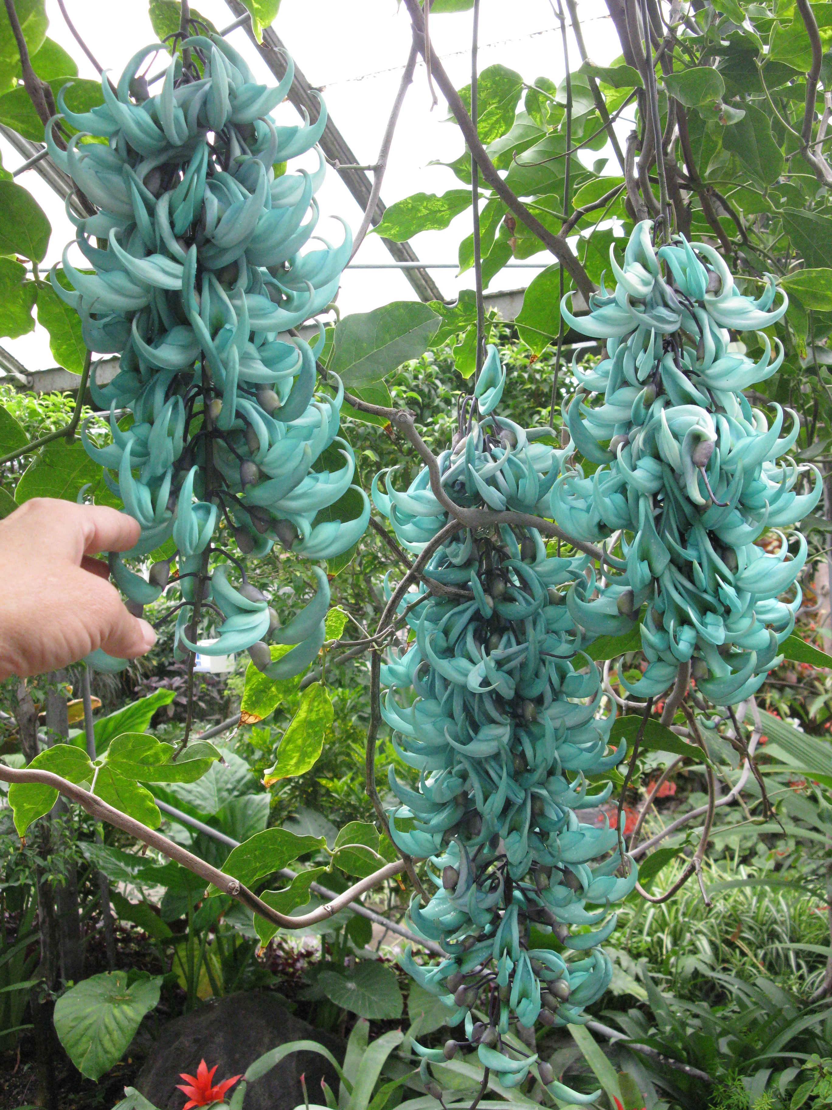 wild jade vine