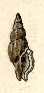 <i>Kermia margaritifera</i> Species of gastropod