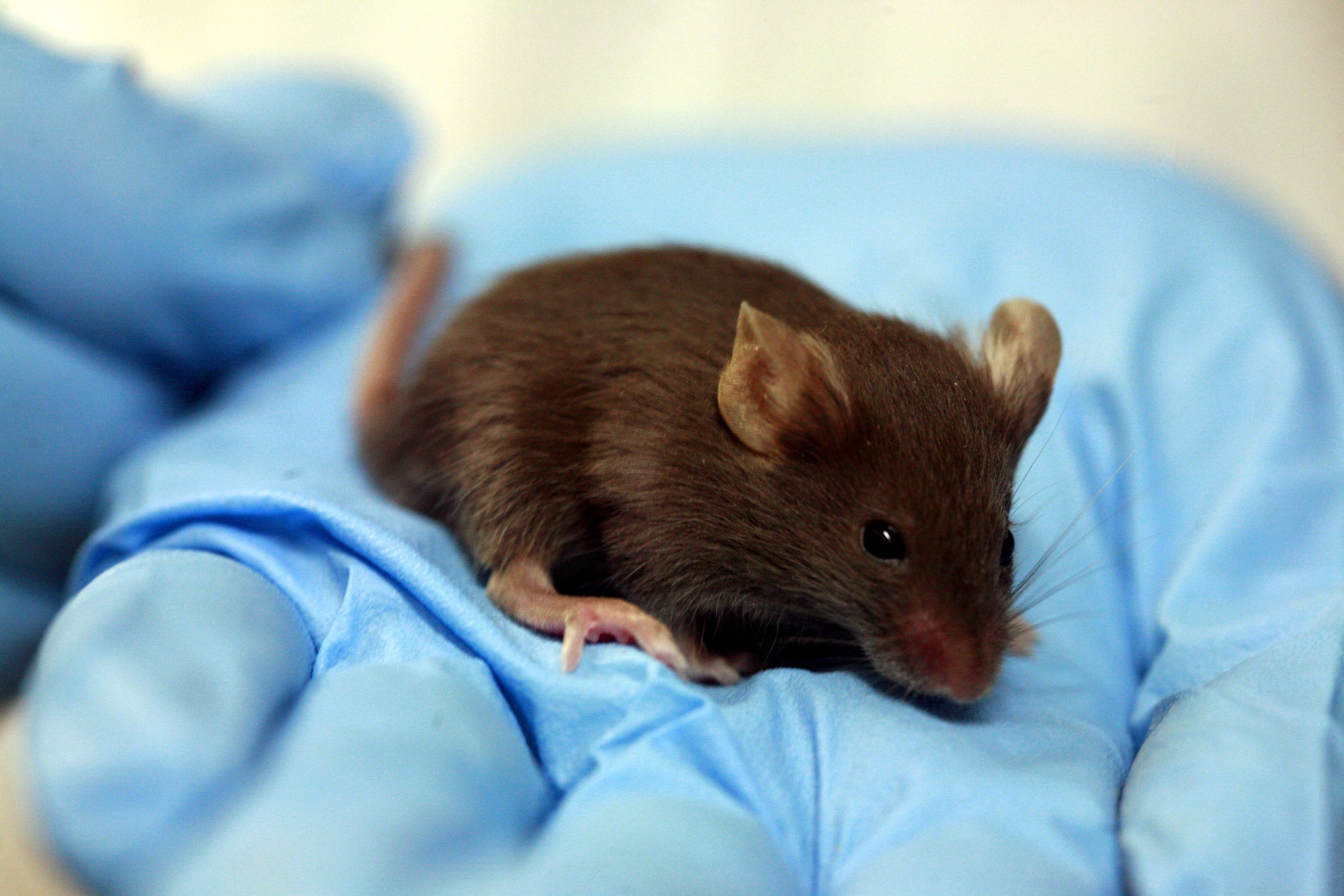 File:Lab mouse mg 3216.jpg - Wikimedia Commons