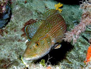 <i>Labrus viridis</i> Species of fish