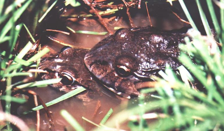 File:Leptodactylus labyrinthicus16.jpg