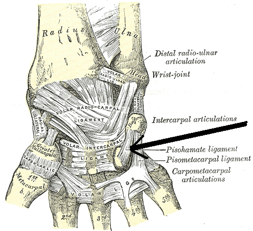 File:Ligamentumpisohamatum.png