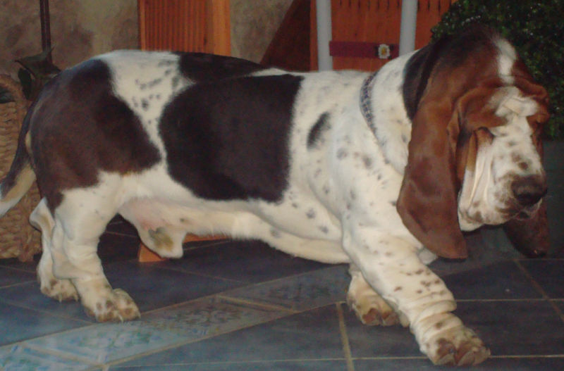 File:Mâle basset-hound.jpg