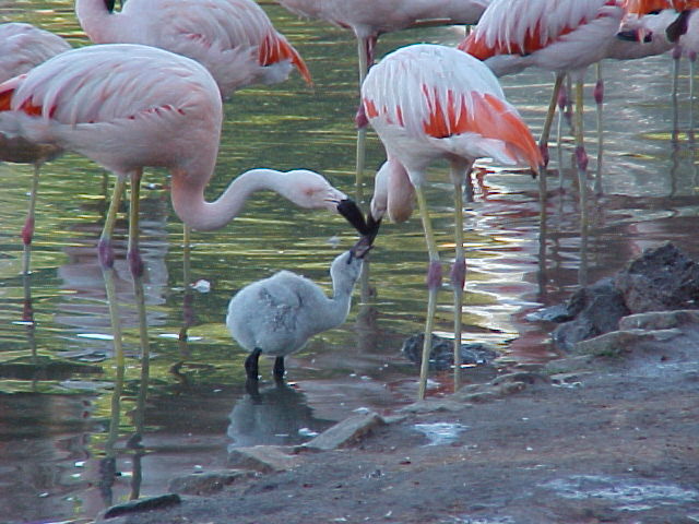 File:Macho y hembra alimentan pichon flamenco.jpg