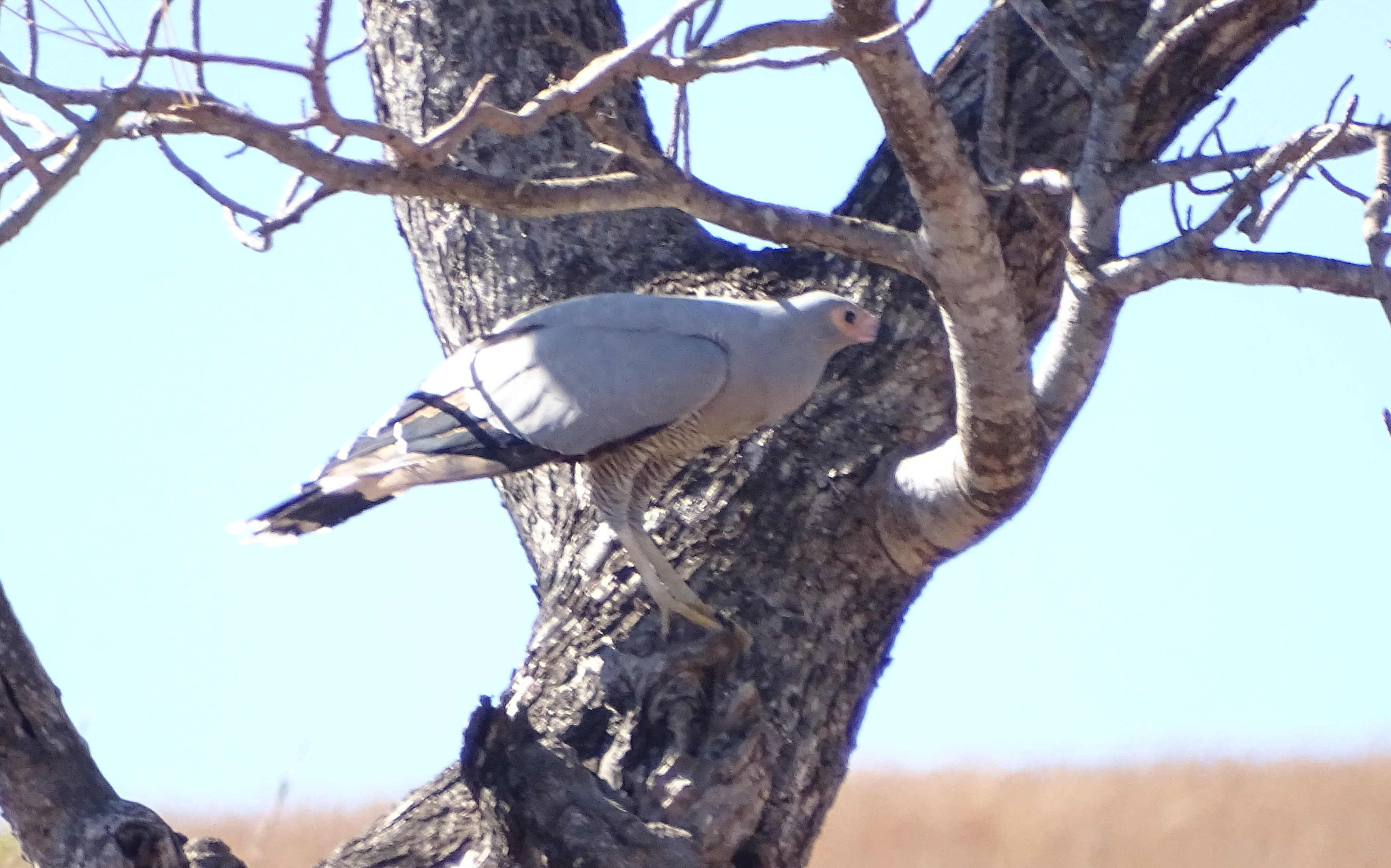 Madagascar harrier-hawk 4.jpg