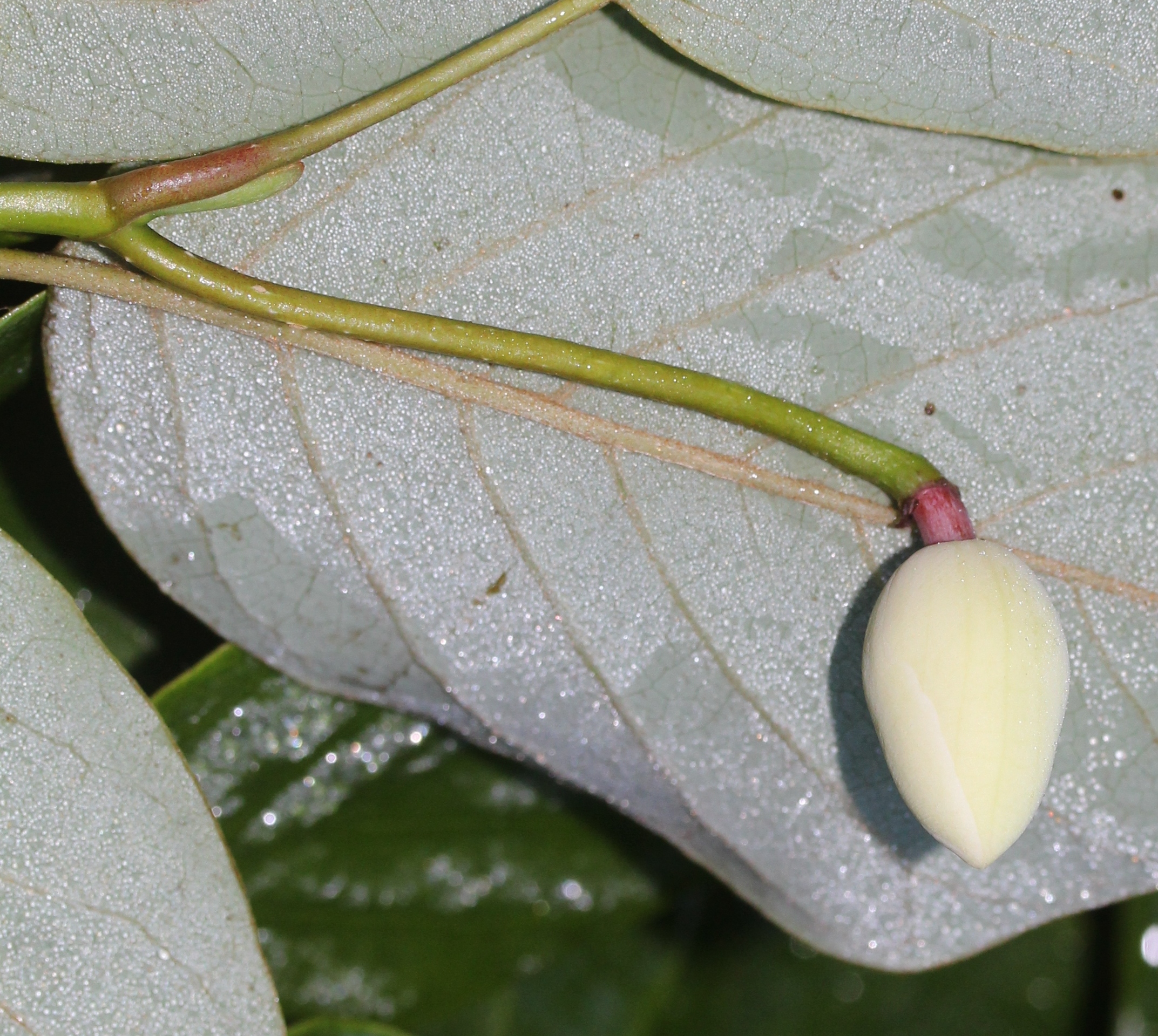 Безушник зибольда. Магнолия Зибольда. Castanopsis sieboldii.