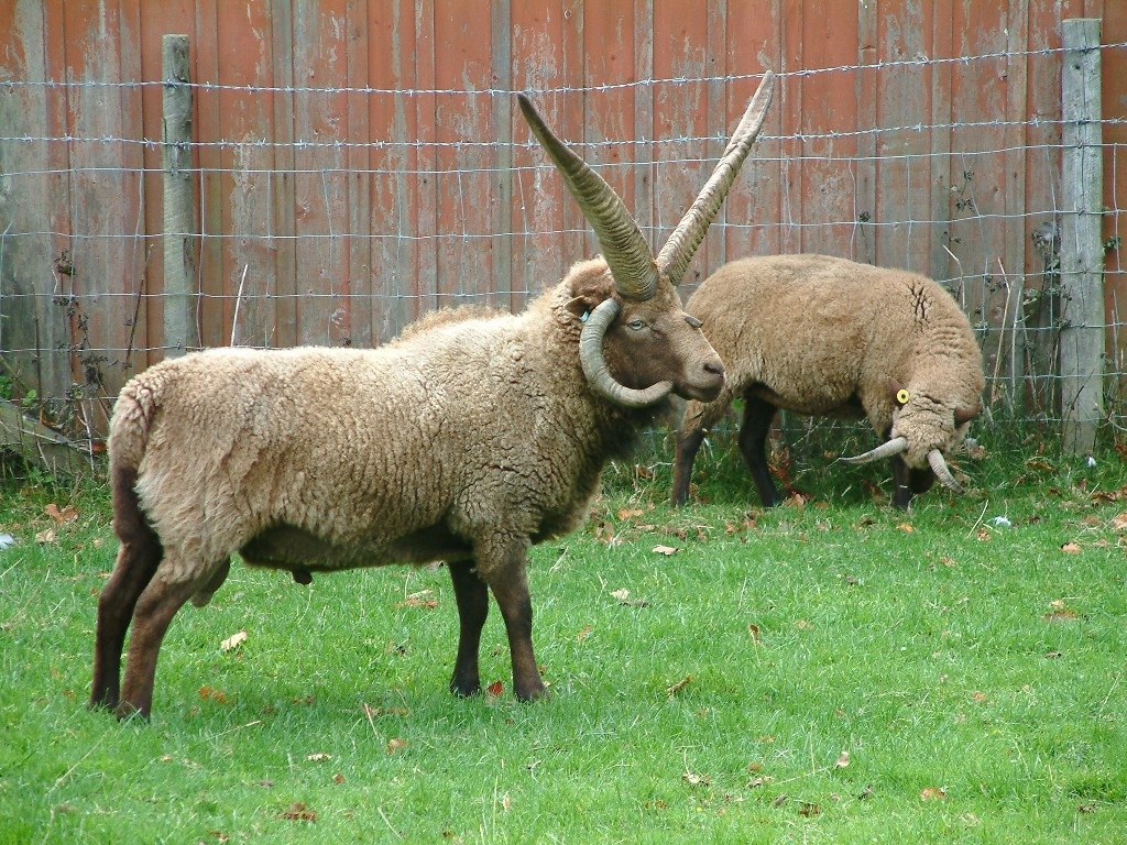 Manx_loaghtan