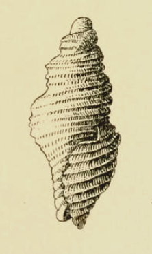 <i>Microgenia edwini</i> Species of gastropod