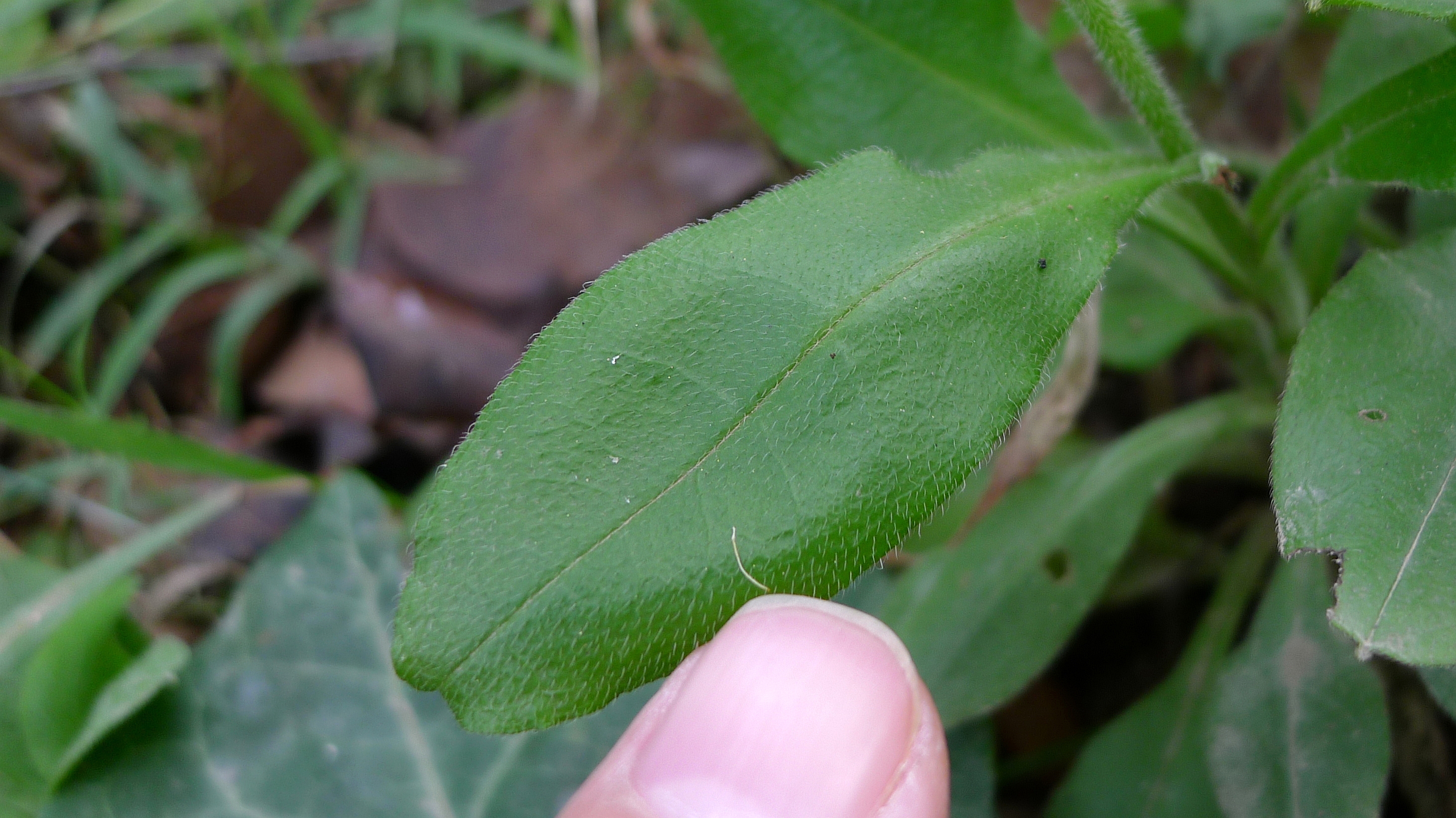 File Myosotis Sylvatica Leaf Jpg Wikimedia Commons