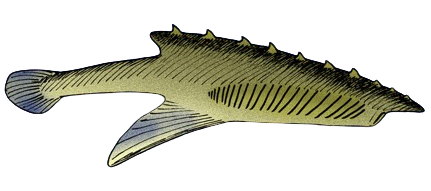 File:Palaeobranchiostoma hamatotergum (flipped).png