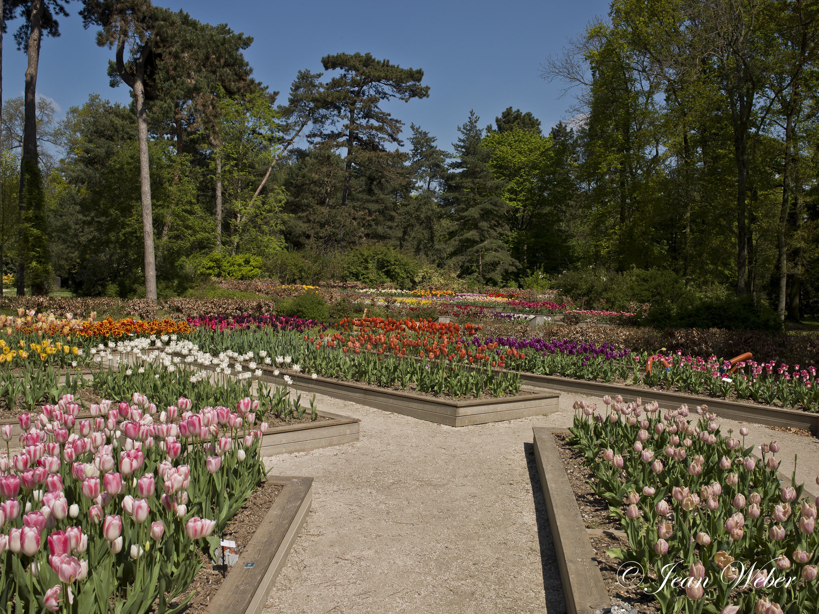 File:Parc Floral de Paris au printemps-10-cliche Jean Weber-1.jpg -  Wikimedia Commons