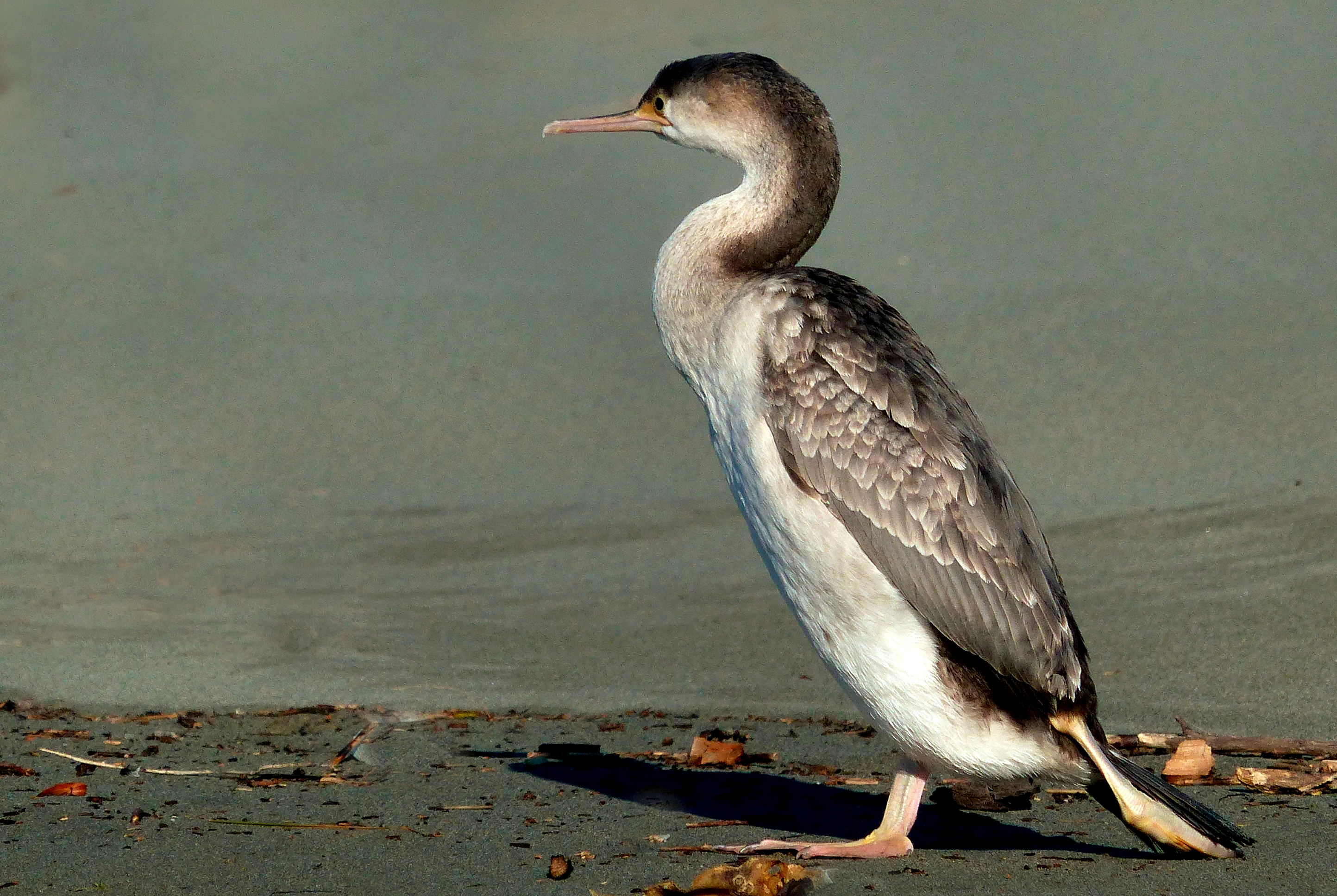 Parekareka, the spotted shag. NZ (22219504114).jpg