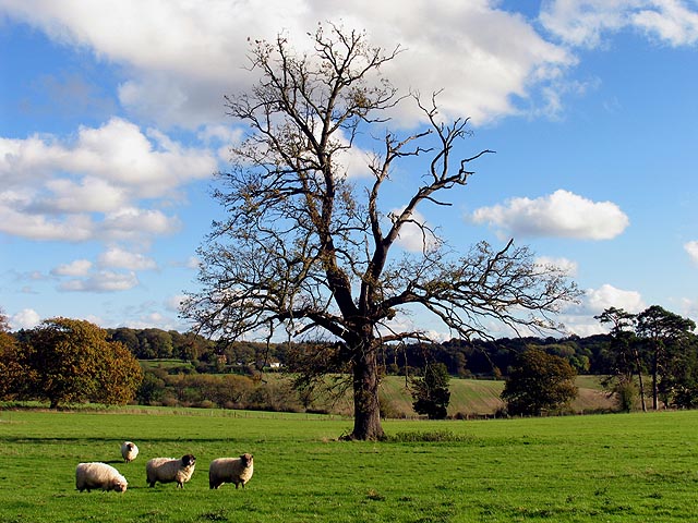 File:Pastoral Tranquility near Winterbourne - geograph.org.uk - 74101.jpg