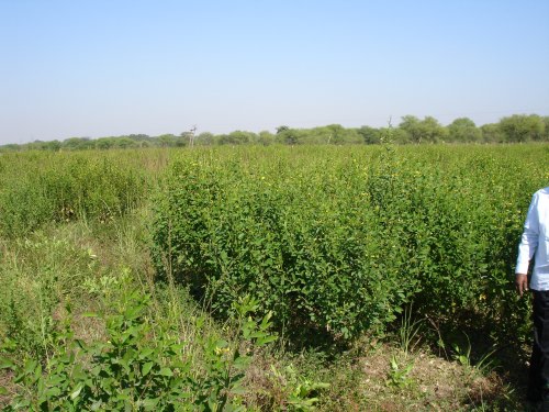 File:Pigeonpea cultivation on Safed Musli Bed.jpg