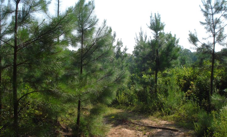 File:Pines from top of hill.jpg