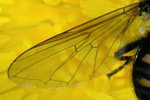 File:Pipiza.quadrimaculata.wing.detail.jpg