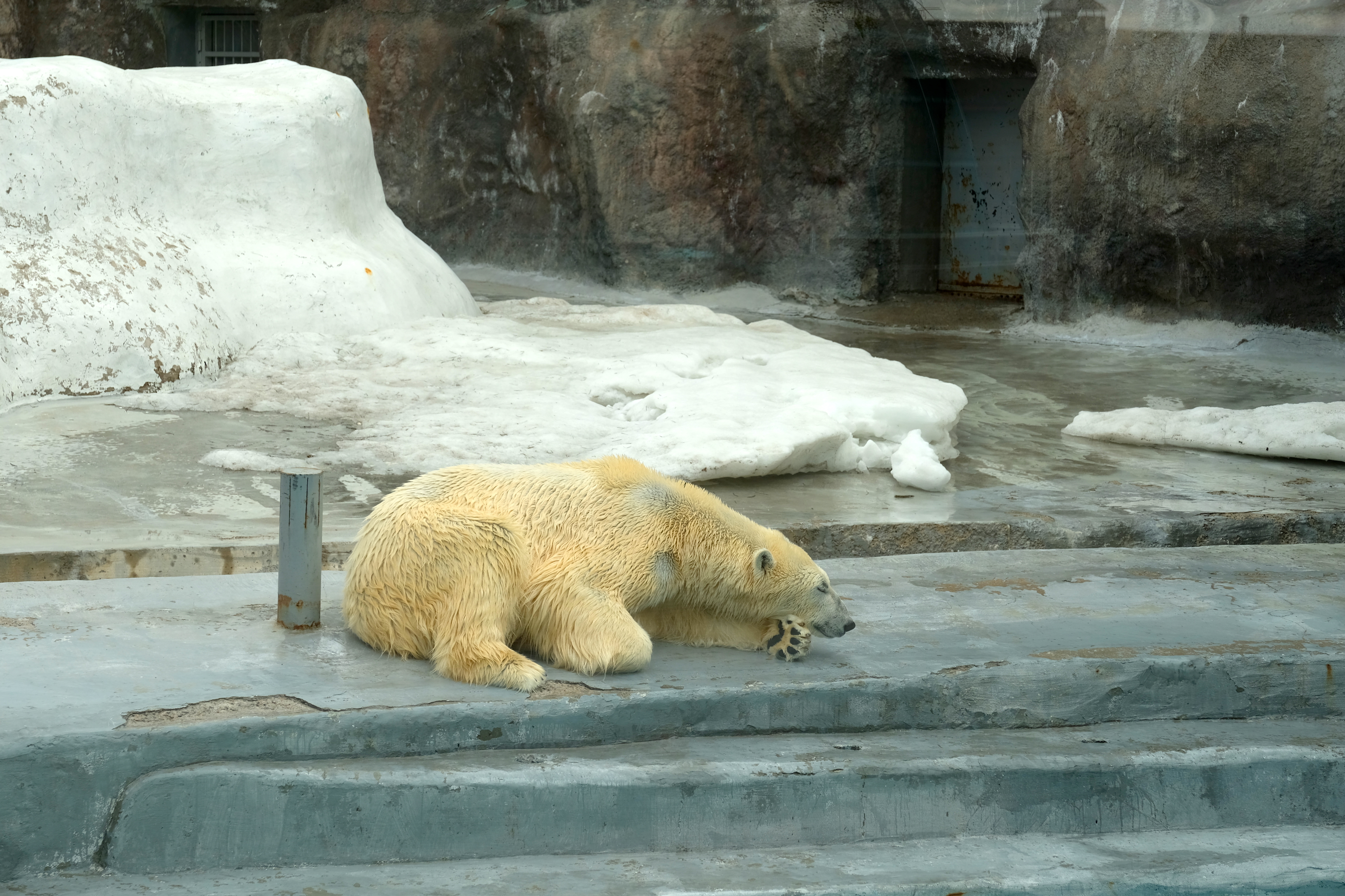 животные в ижевском зоопарке