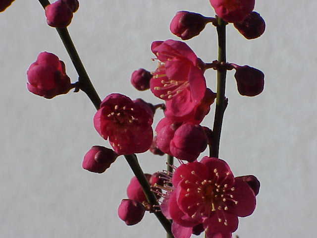 File:Prunus mume3.jpg