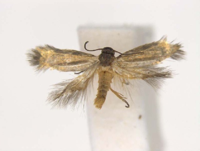 Family Heliozelidae (Shield Bearer Moths)