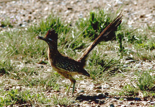 CALIFORNIAN EARTH-CUCKOO: The fastest roadrunner that eats snakes and  lizards 