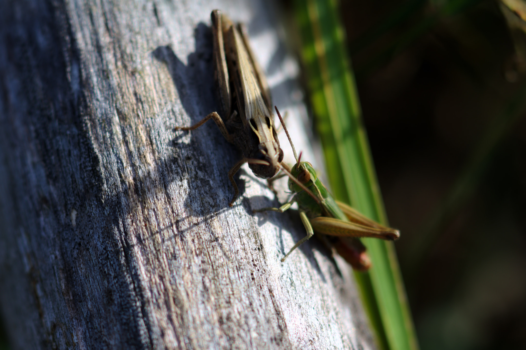 Saltamontes que significa