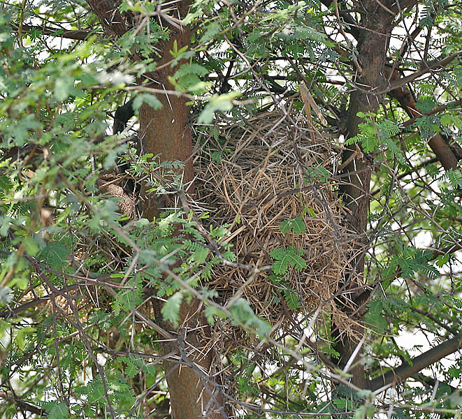 File:Sind Sparrow (Passer pyrrhonotus)'s nest at Sultanpur I Picture 171.jpg